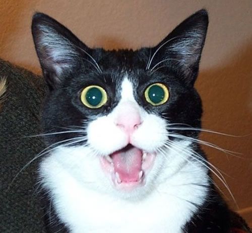 cat.jpg